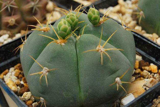 仙人掌开花美图,仙人掌介绍60多种独特的仙人掌