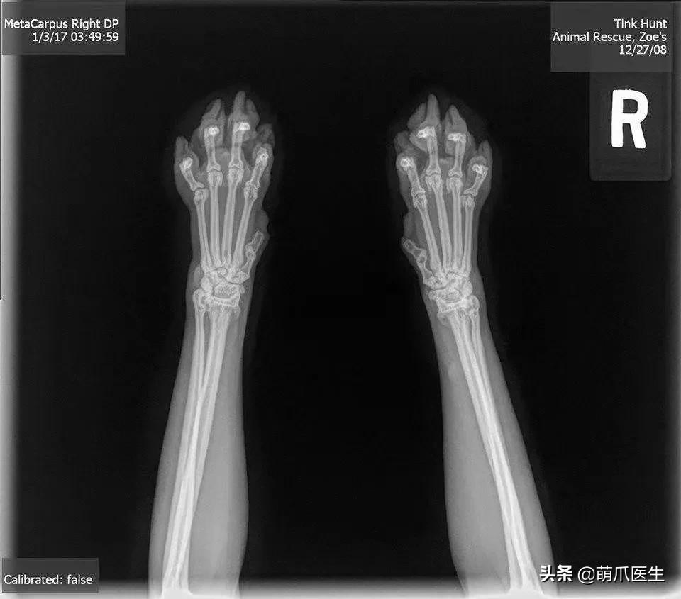 x光猫爪辟谣,猫爪x光是真的吗