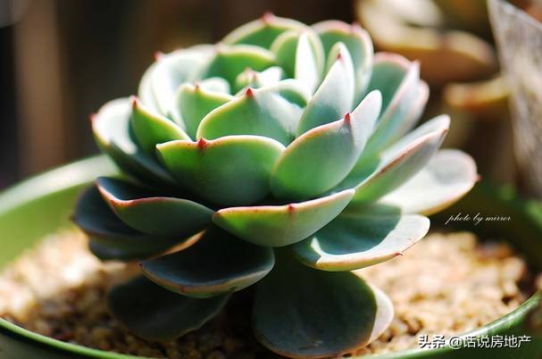 养好花六大关键十年养花经验总结,各种花卉养花技巧知识大全合集