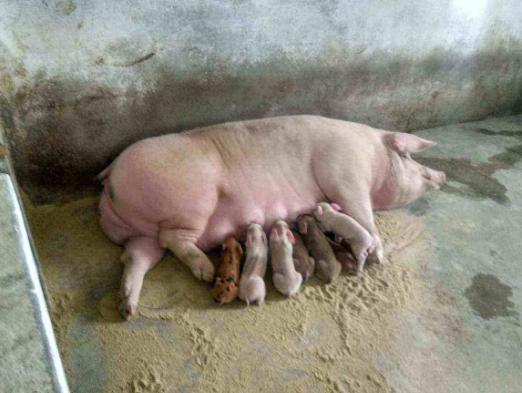 仔猪拉稀母猪吃点什么药,兽药预防仔猪拉稀药