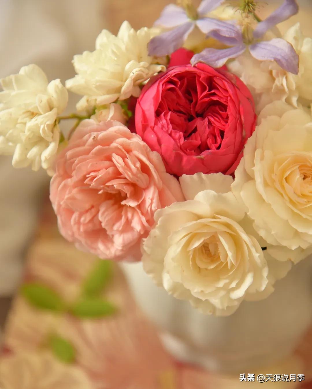 红蜘蛛的防治花草,如何预防红蜘蛛和黑斑病