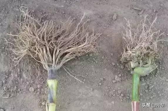 麦田除草剂药害的原因和怎么补救,玉米田苗后除草剂药害怎样补救