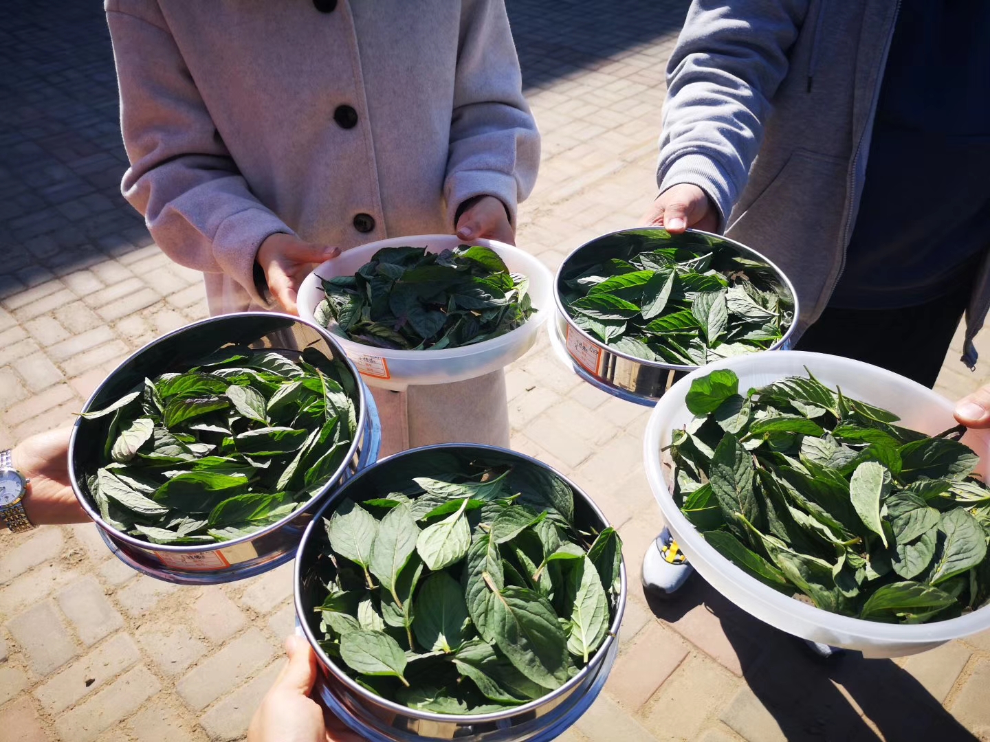 逸夫小学劳动教育实践活动,小学劳动教育教研活动记录