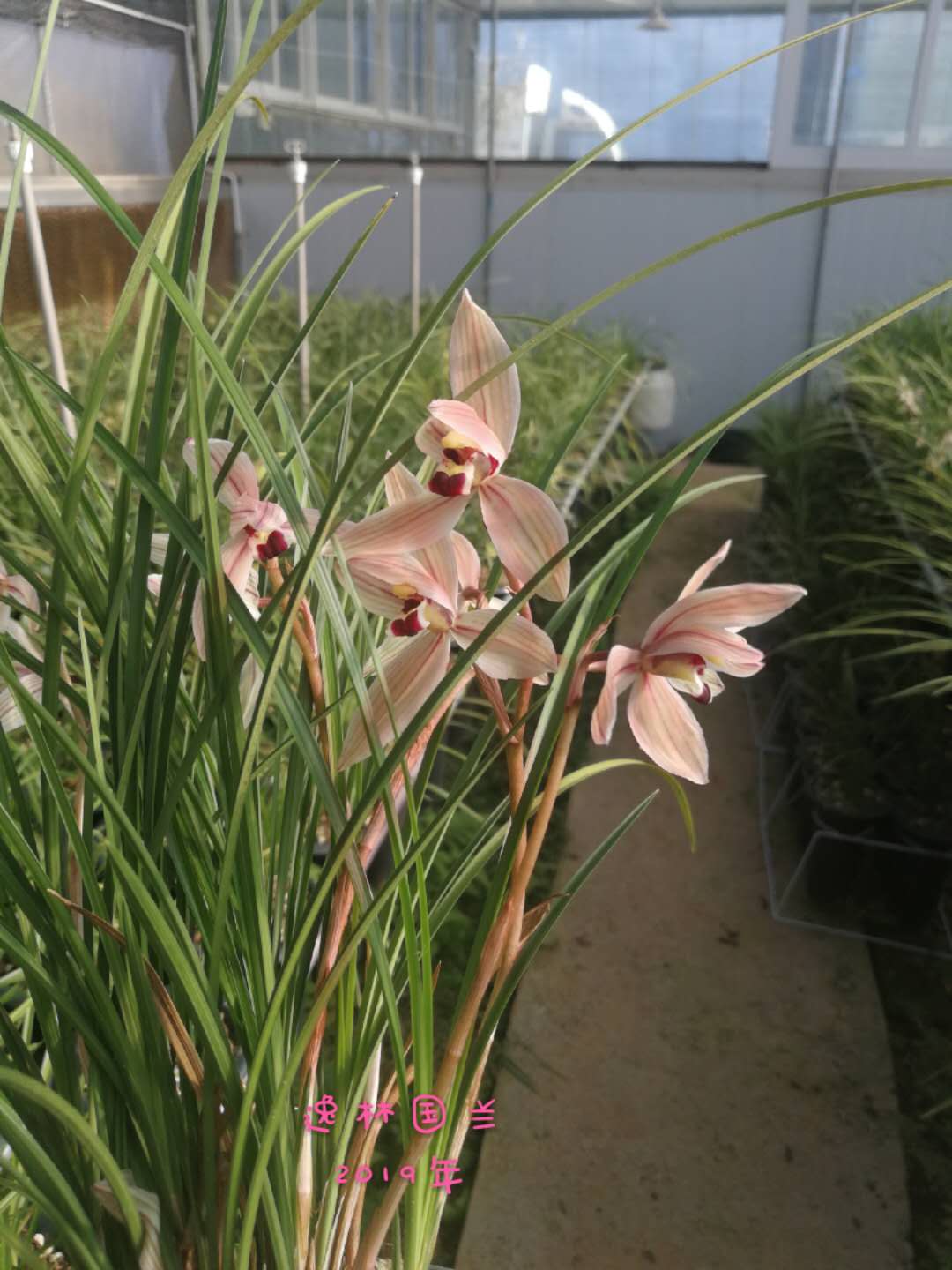 2023莲瓣兰心心相印什么价格,2020年莲瓣兰心心相印价格