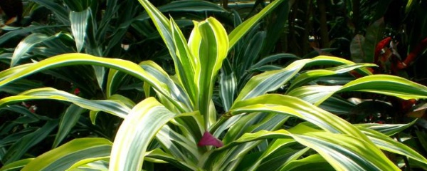 巴西木怎么养殖才能快速结花,巴西木怎么养殖