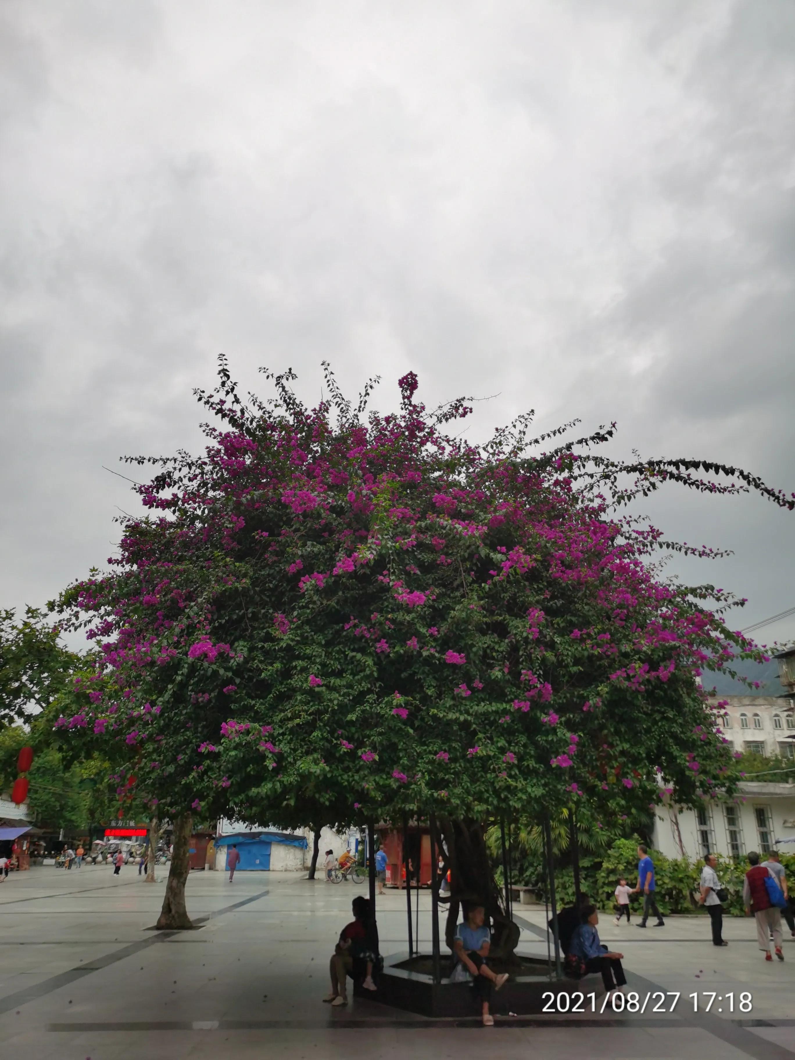 北川安昌镇,安昌镇人口