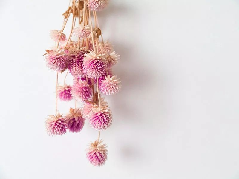 50种鲜切花花语，每个花艺师都要知道