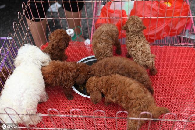 泰迪狗大概值多少钱一只,泰迪狗多少钱灰色