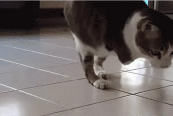 猫咪爪子被烫了怎么办,猫咪爪子被割伤怎么处理