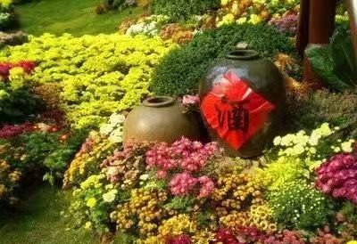 菊花酒的功效与配方,菊花酒有什么功能