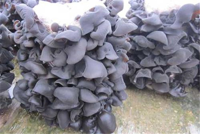 适合鲁北种植的黑木耳高产品种,黑木耳露地栽培技术工艺与管理