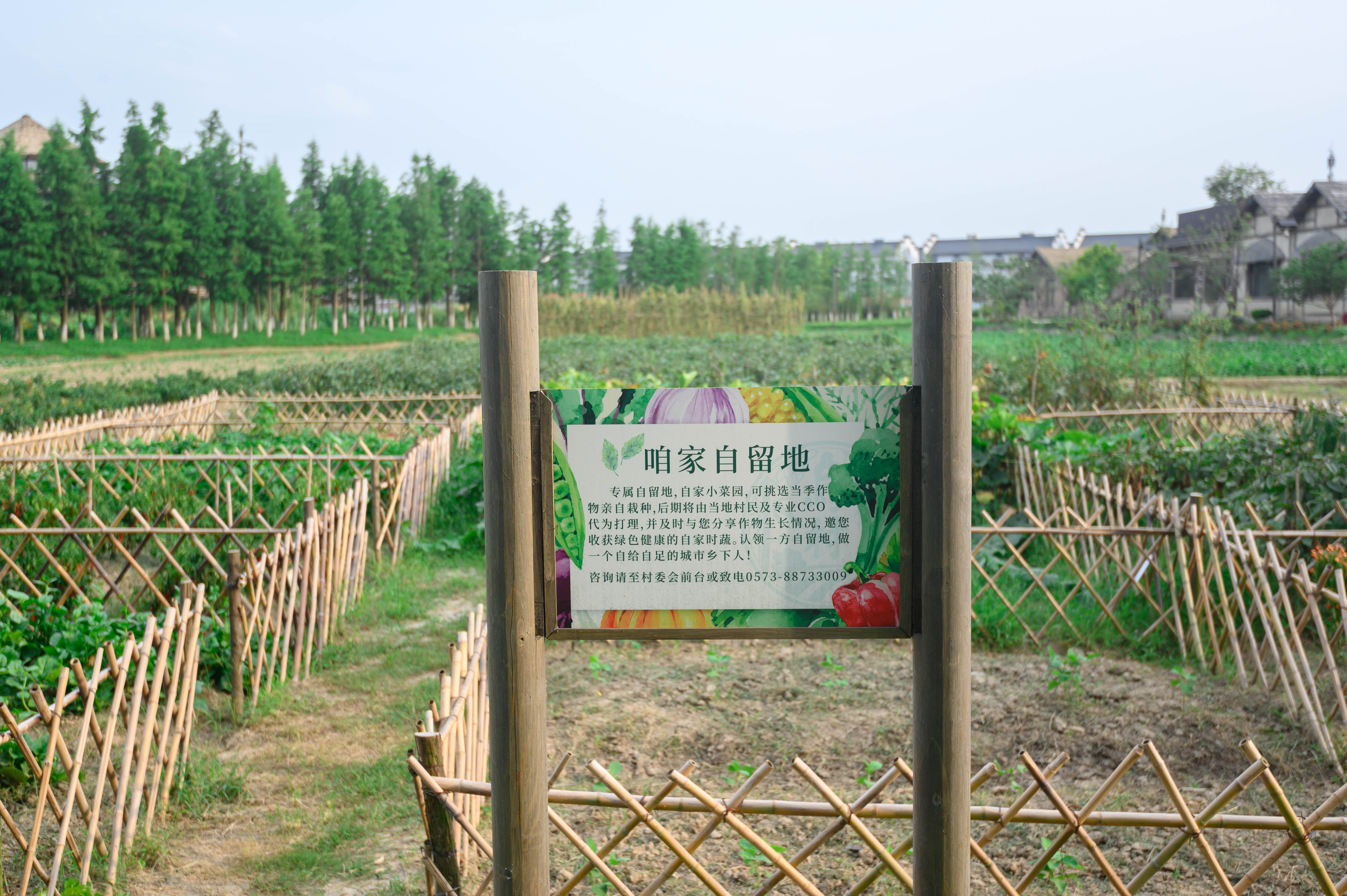 知道乌村吗，孩子来了就不愿离开，住乌村去西栅可以省150元