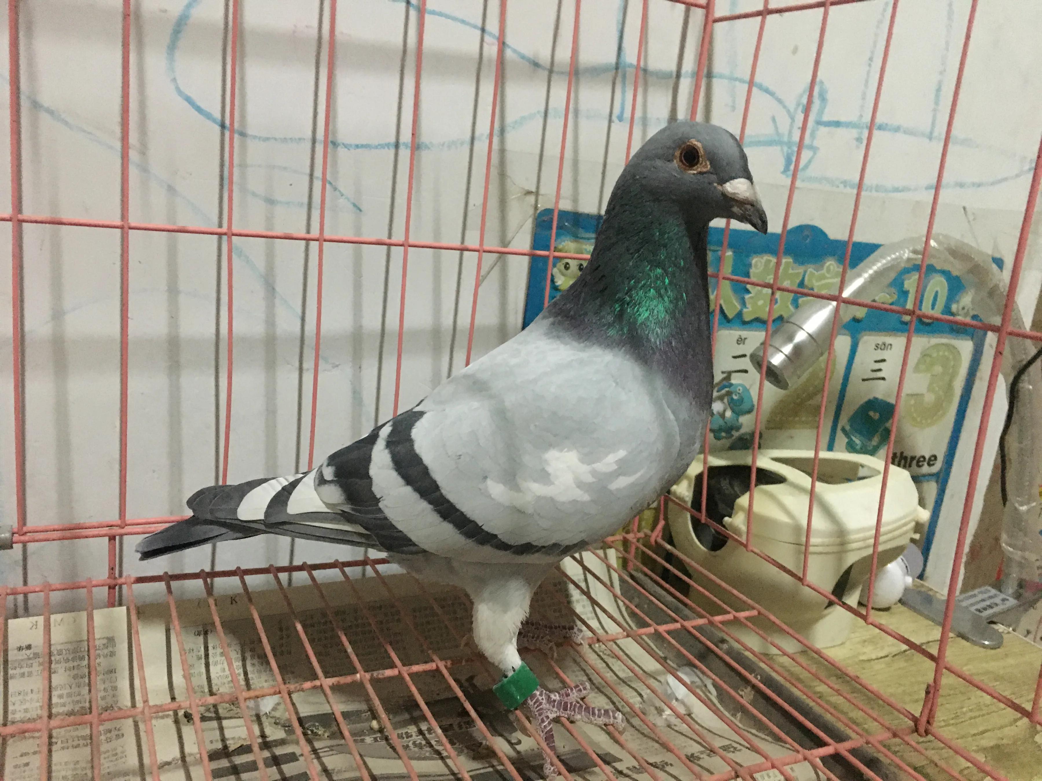 2021年公棚迟归鸽多少钱一只,公棚迟归鸽怎么配