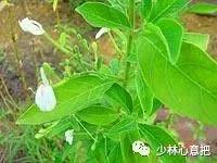 中药药材大全及功效,补肾中药大全及功效