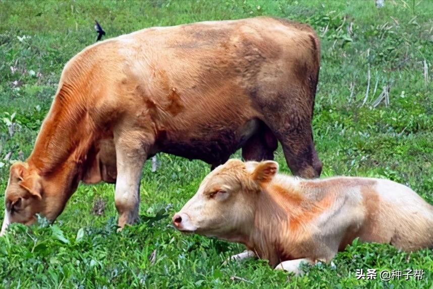 养牛全部买草料好还是自己种的好,养牛种牧草划算还是种玉米划算