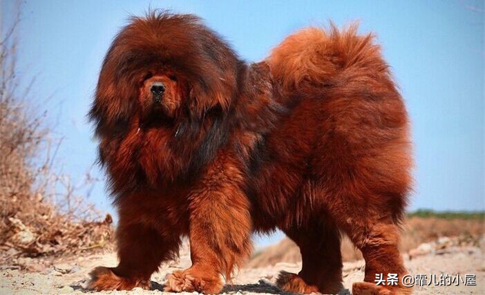 世界上最强悍的獒犬,世界十大獒犬排行榜