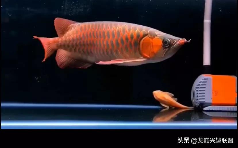 怎么判断龙鱼是打架致死,龙鱼死亡事件