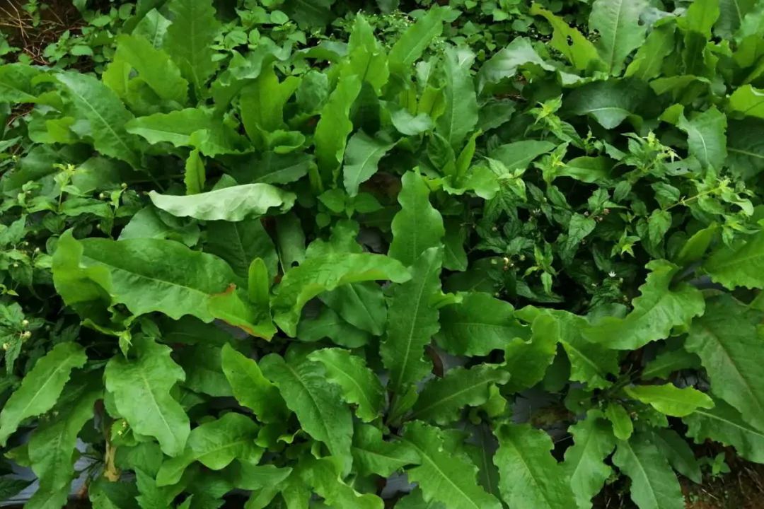 大理特色农业小镇,大理乡村发展现状和发展趋势