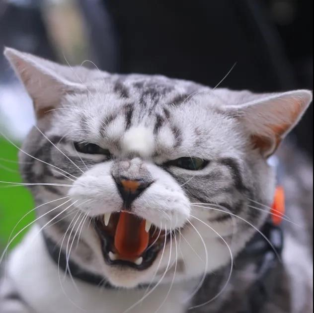 撸猫福音读懂猫咪这18个肢体语言,科学的撸猫