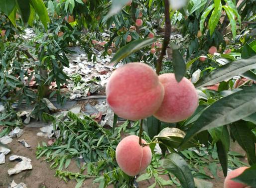 (坏果包赔)陕西水蜜桃毛桃,香甜可口,口感怡人,老少皆宜