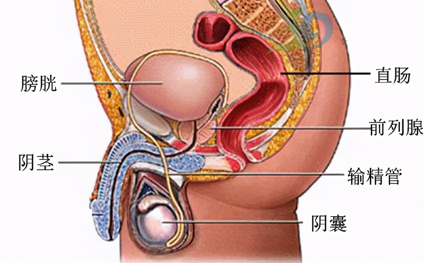大肠是什么样的,大肠是什么梗