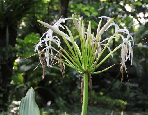 整合——28种青草药,赶快收藏备用!