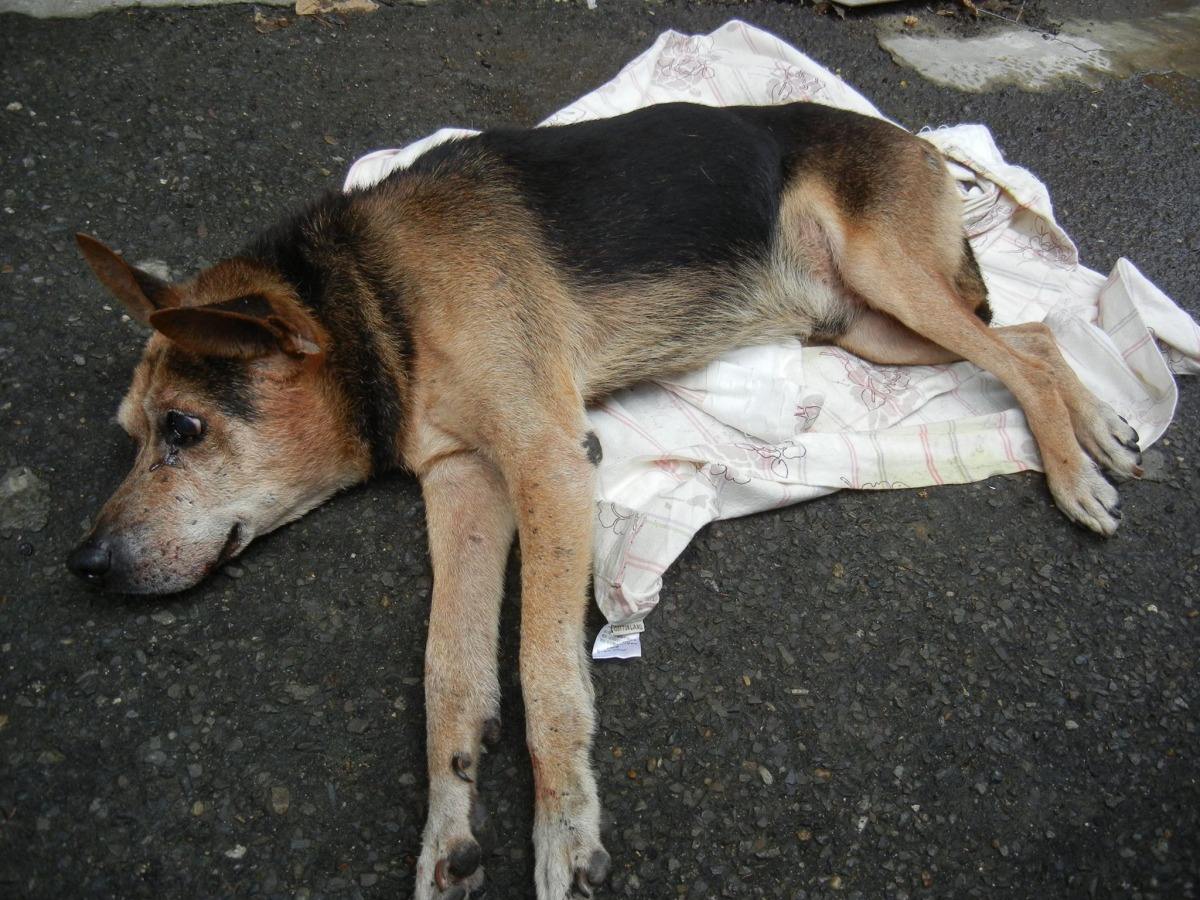 德牧呕吐白沫啥原因,德牧呕吐的厉害