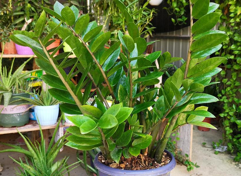 适合养在室内的植物寓意好的,室内适合养什么植物对家庭比较好