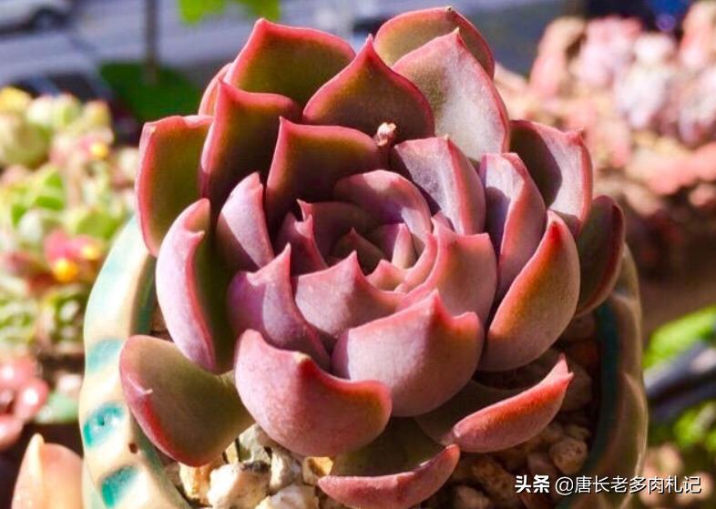 冰梅月影多肉怎么养,环境潮湿适合养什么植物