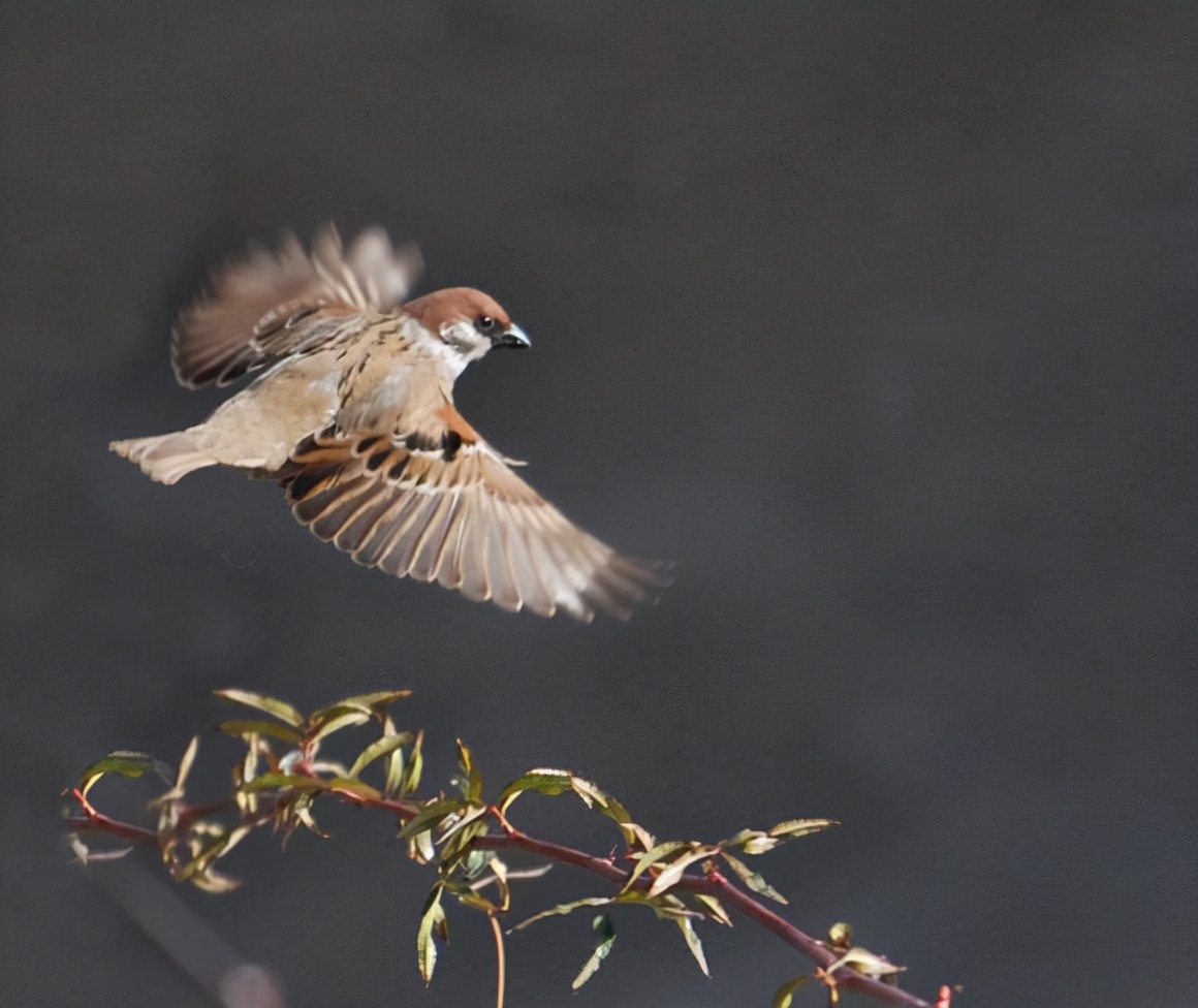 如果苍蝇灭绝对地球有什么影响,假如苍蝇灭绝了世界会变成什么样