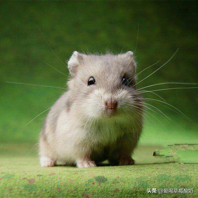 仓鼠饲养技巧与方法,仓鼠的合理饲养方法