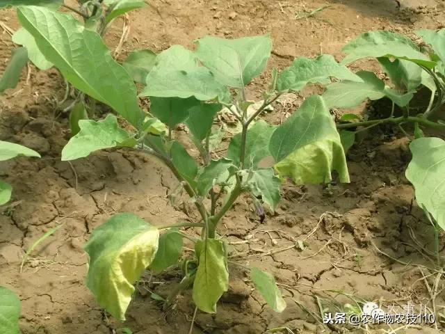 种茄子的六个步骤简短文字,种茄子的基本知识