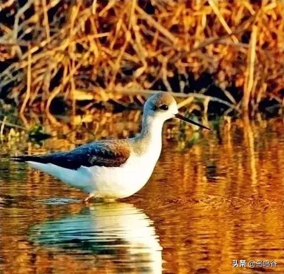 看图识鸟图片及答案,看图识鸟软件哪个好用