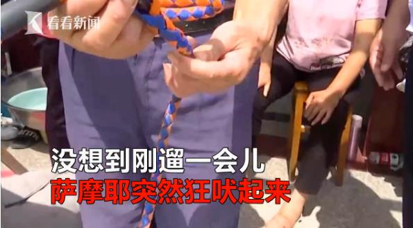 恶犬萨摩耶咬人被暴打,10岁小狗萨摩耶