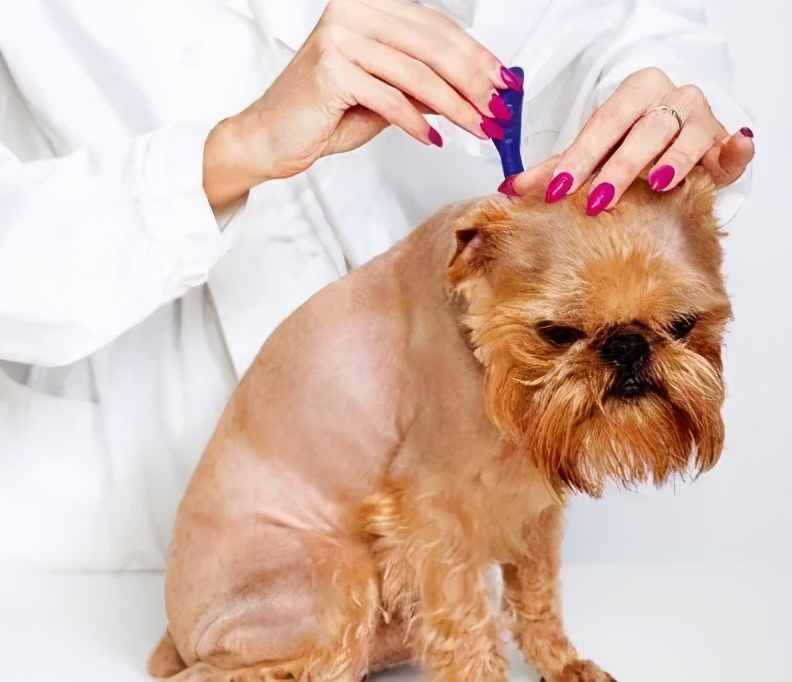 人犬共患病有哪些,人犬共患的传染病