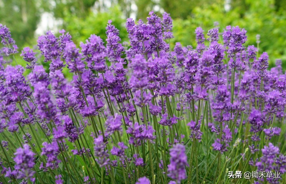 抹不去的记忆-狭叶薰衣草