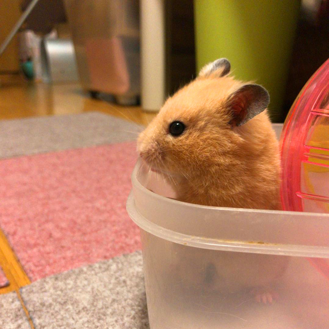 仓鼠长期躲角落怎么让它不再躲,刚到家的仓鼠要不要给它躲避屋