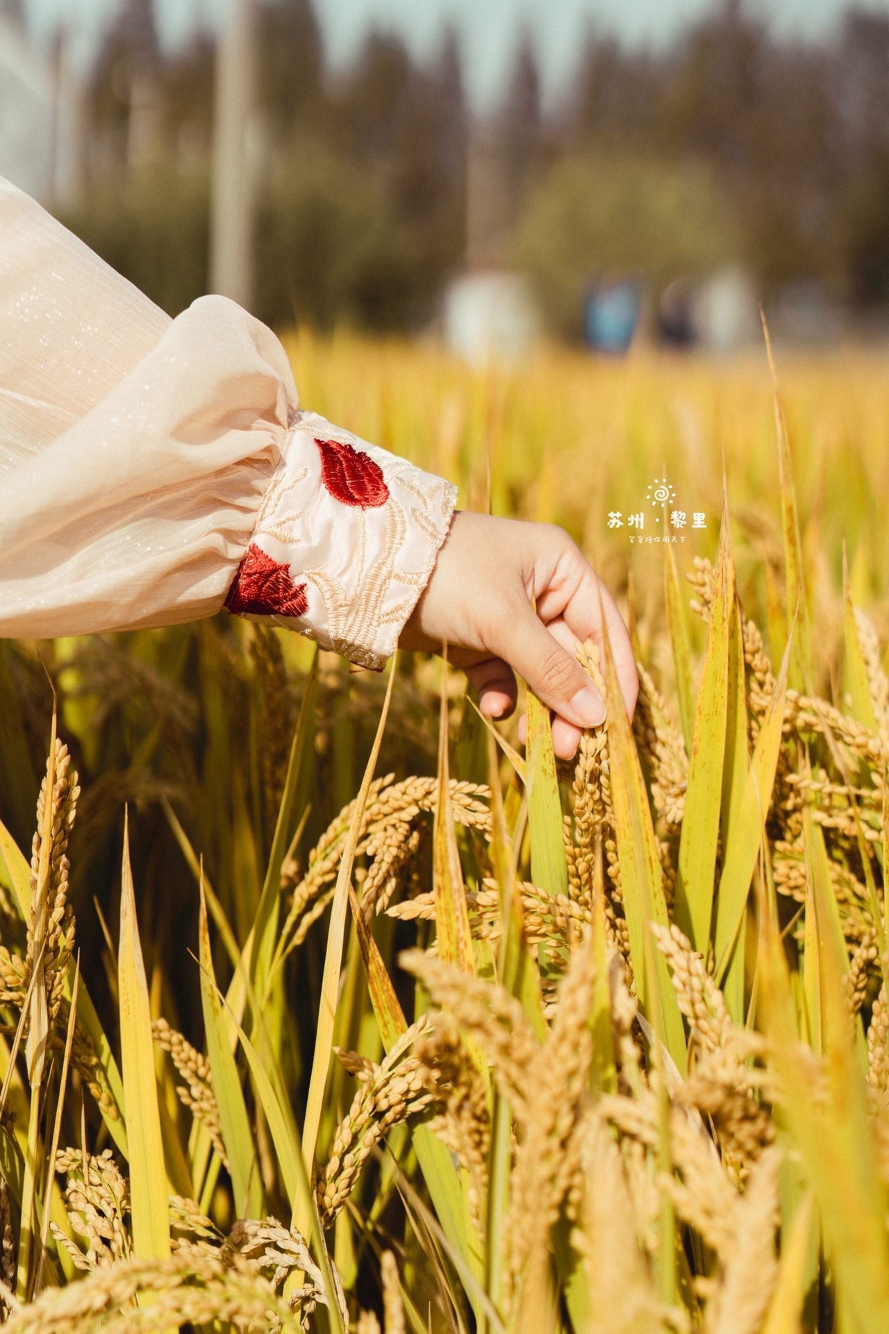江南小众古镇视频,江南水乡小众又出名