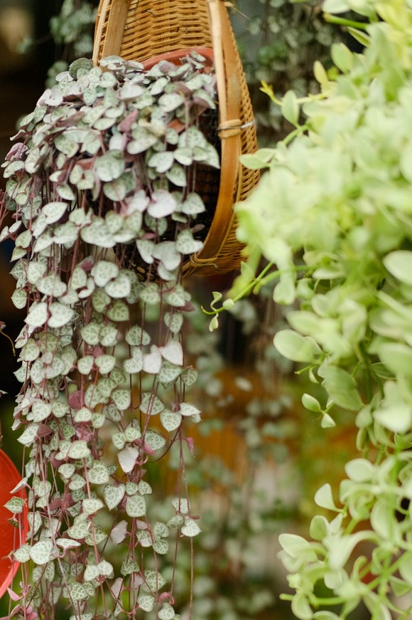 今年流行网红花,漂亮又好看的网红花