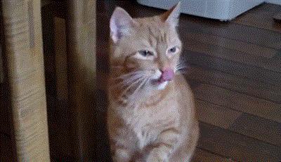 天天吸猫猫毛会被吸进身体里吗,肺里能吸进猫毛么