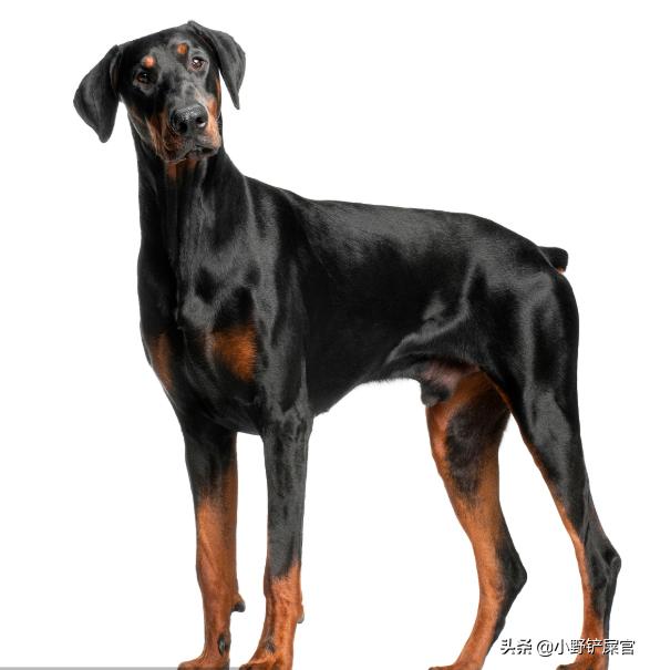 狗中战斗力最强杜宾,狗中绅士杜宾犬