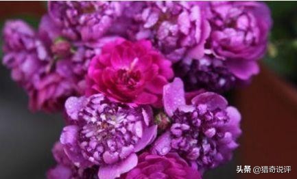 甜蜜马车春季花后修剪,甜蜜马车用多大的盆栽合适