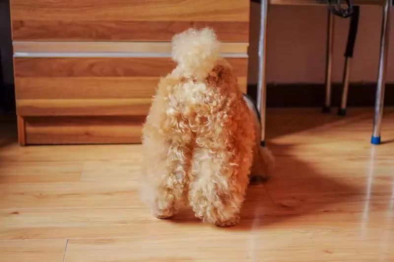 养狗记合集,养狗记28完整版