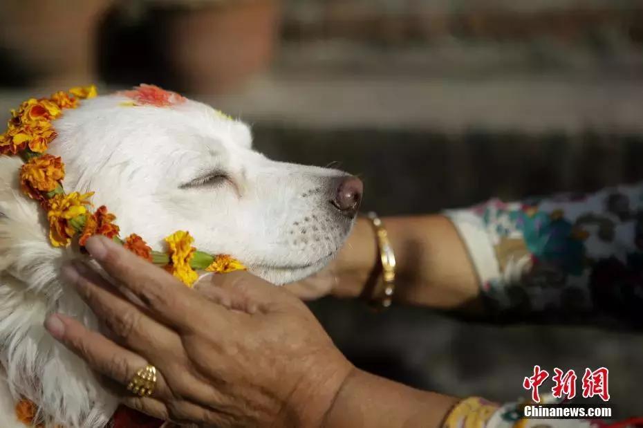 克隆一个宠物多少钱,38万克隆爱犬