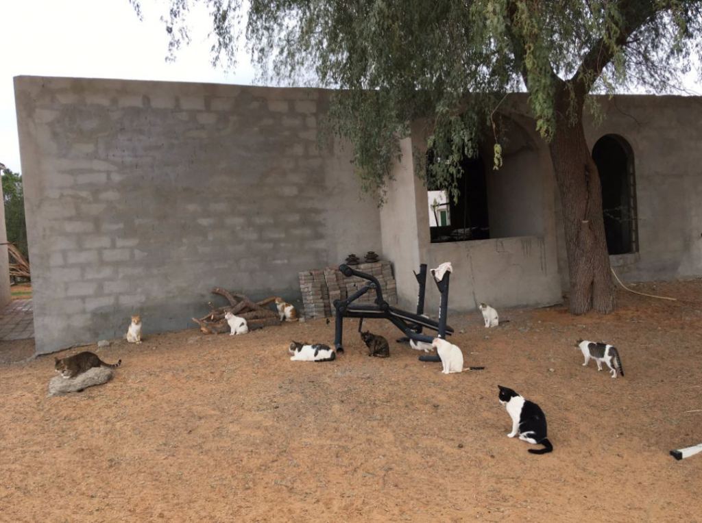 橘猫被铲屎官收养后秒变睡神,流浪橘猫被铲屎官收养后秒变睡神