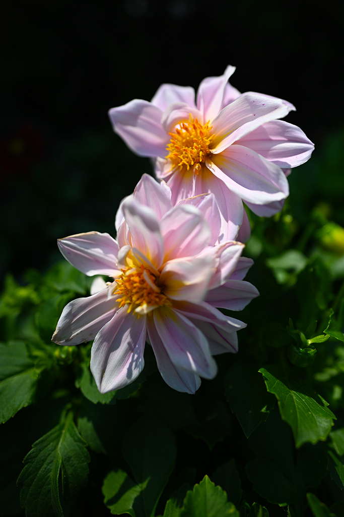 尼康z20mm,尼康z卡口20mmf2.8评测