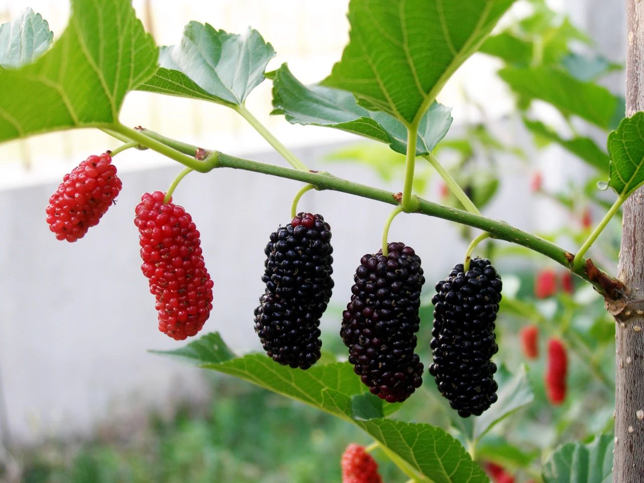 桑树全身都是宝本草纲目记载,桑树一身都是宝被称为东方神木