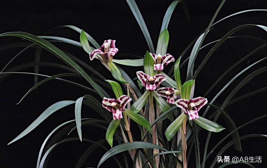 中国兰花名品录,春兰兰花名品大全