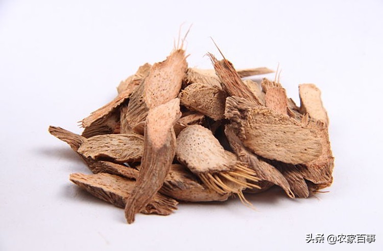 农村野草滴水观音,农村这种草看着不起眼根像小海螺