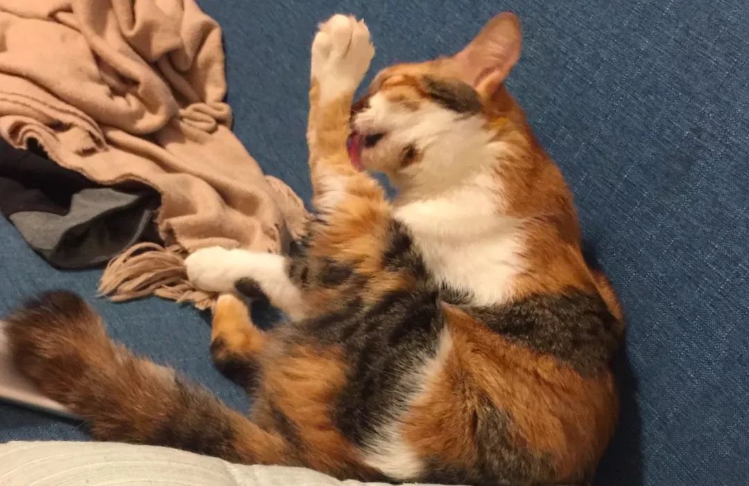 如何纠正猫咪的尿床行为,怎么彻底解决猫咪尿床